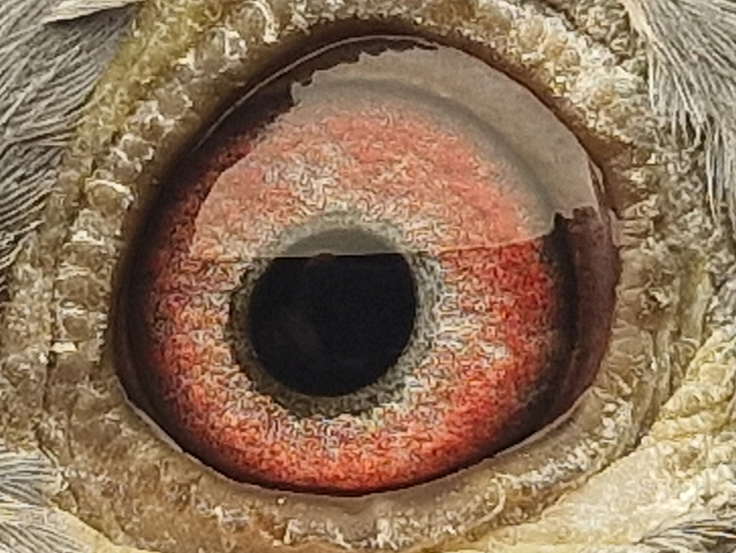 Pigeon eye